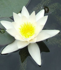nymphaeaceae small.jpg - 16524 Bytes